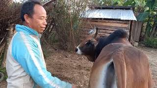 Mus Saib Nyiaj Viv Muas & Txooj Kuam Vaj Ob Tug Nyuj Sib Nraus