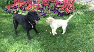 Tommy and Autism Dog Guide Adel meet Reggie, Danny's new yellow lab puppy