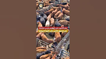إنجاز تنموي جديد تمويل مشروع البتلو يتجاوز الـ 10 مليارات جنيه 