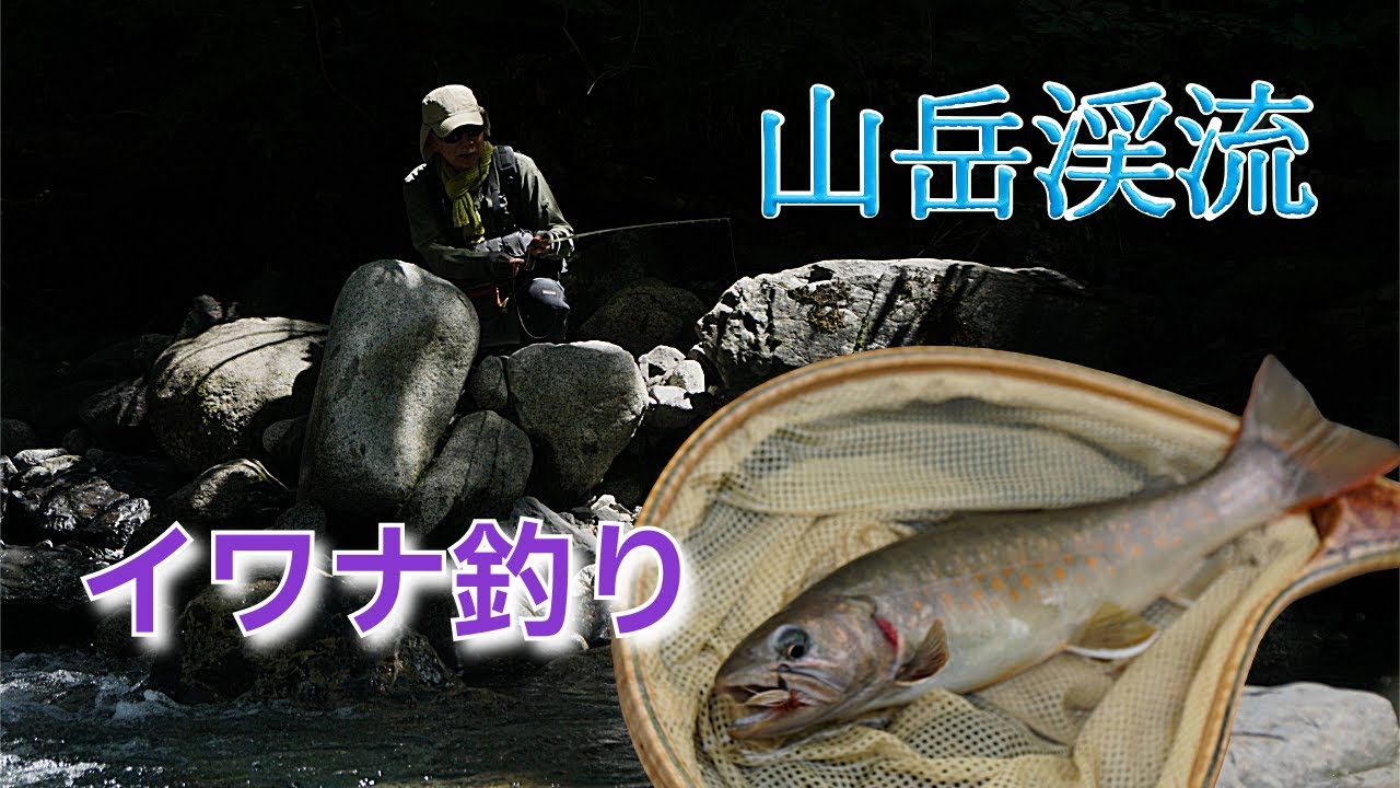 猛暑の中、涼しい山岳渓流でイワナ釣り