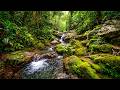 FOREST STREAM RIVER SOUNDS GENTLE BIRD SONG RELAXING NATURE SOUNDS FOR SLEEPING RELAXATION mp3