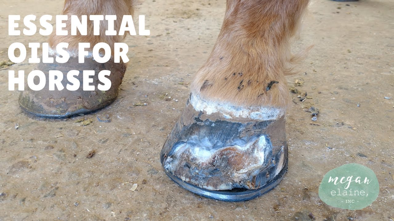 Essential Oils for Horses YouTube