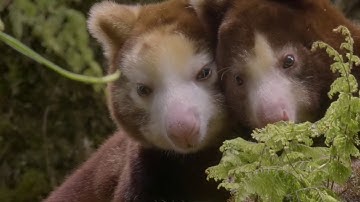 A Life Among The Clouds