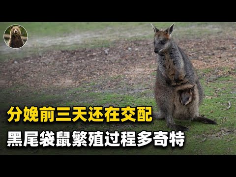 How peculiar is the breeding process of Australian "black-tailed kangaroos"?