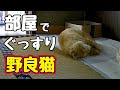 用意した部屋 気に入った？【野良猫】