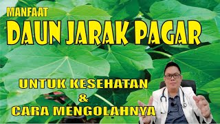 MANFAAT DAUN JARAK PAGAR UNTUK KESEHATAN DAN CARA MENGOLAHNYA