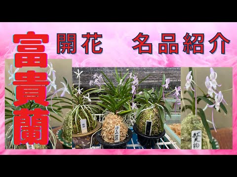 富貴蘭 開花 騙されない本芸 本上品紹介 らんラン園芸ネット - YouTube