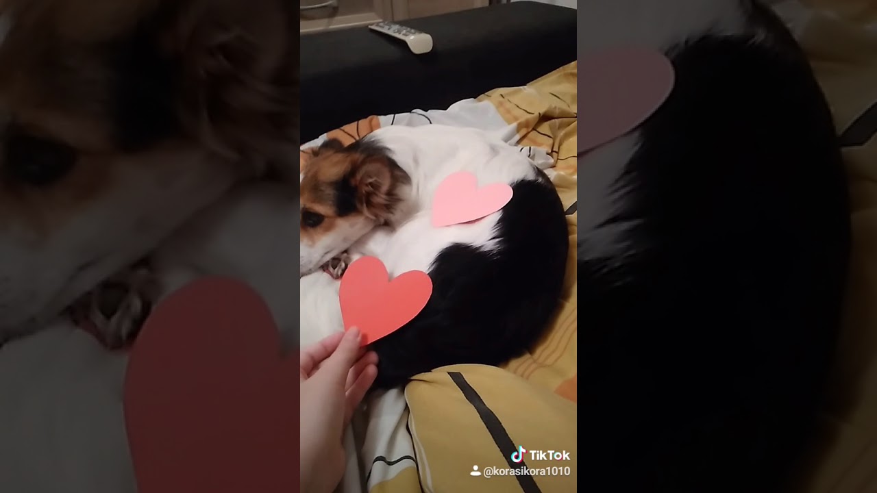 Perfect Dog 🐶🐶 