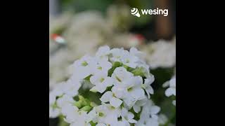 Download Lagu Lirik VAGETOZ kuatkanaku @Gilang permana MP3