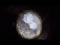 Barn Owl nest check using inspection device