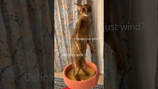 What was that?! Abyssinian cat standing up #abyssinian #cat #funnycat #catshorts #catlover