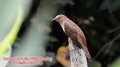 Suara Burung Kedasih / Sirit Uncuing / Plaintive Cuckoo (Cacomantis Merulinus)  - Durasi: 5:52. 