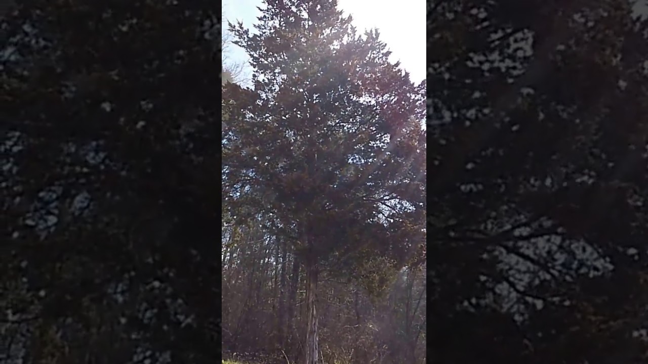 Holy pollen cloud. This is insane, I'm still sneezing.