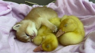 The cutest animal in the world | The kitten hugs the duckling and sleeps sweetly.😂Funny pet videos