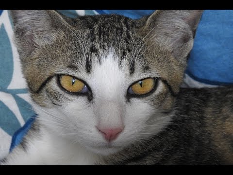 Cat Throws Stuff Off Table | Meanest Kitten Ever | Thug Life