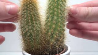 ASMR Cactus ( Tingles / No talking )