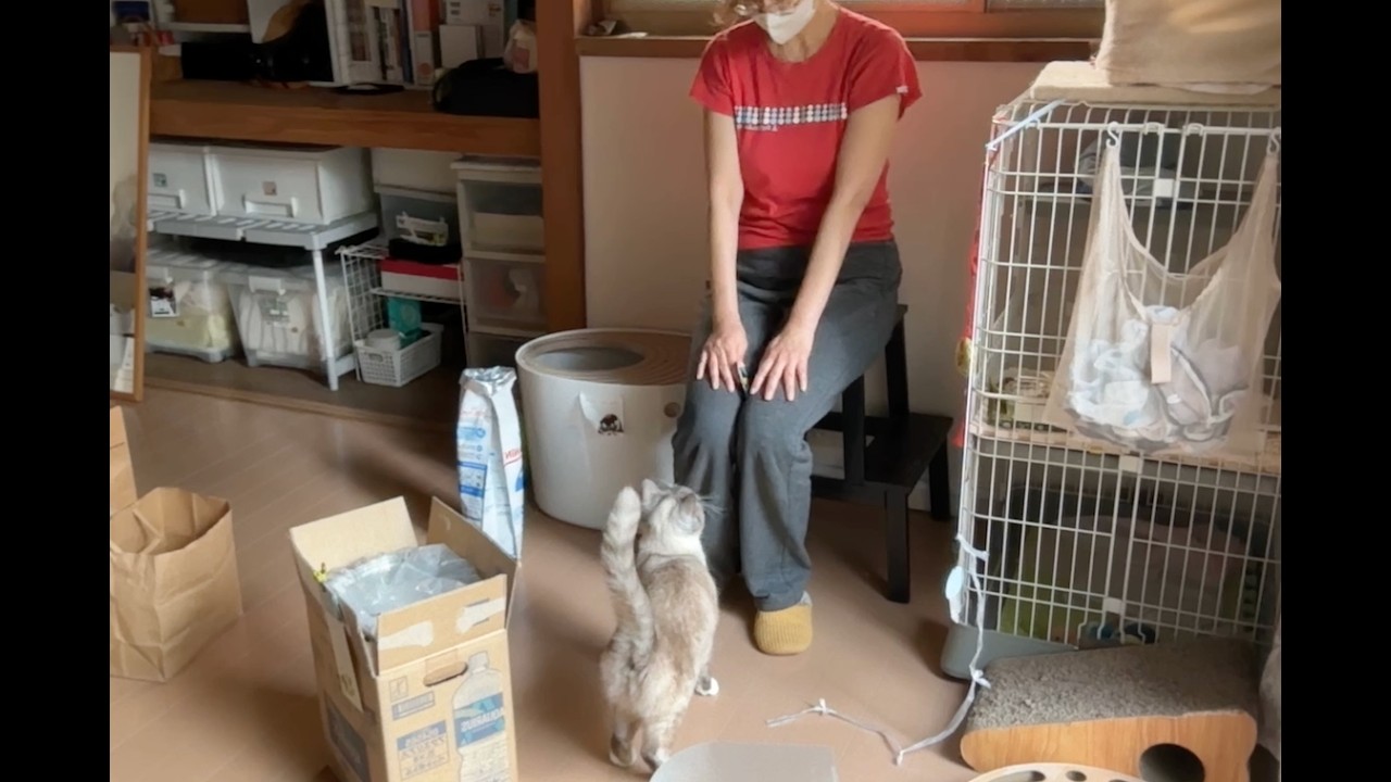 【作業用・寝落ち用】日曜も片付け（生活音ときどき猫）