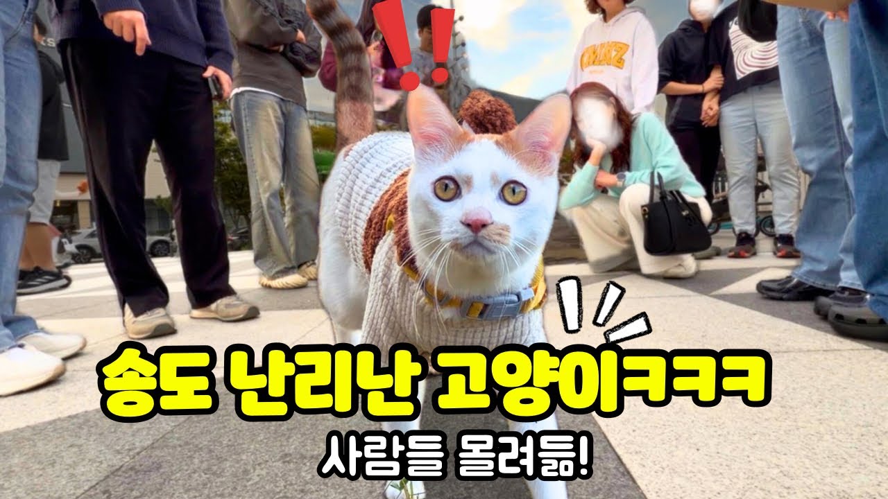 송도 핫플 난리난 고양이?! 모두가 몰려든 이유ㅋㅋ Why This Cat Got Surrounded by People at a Hot Spot in Songdo!