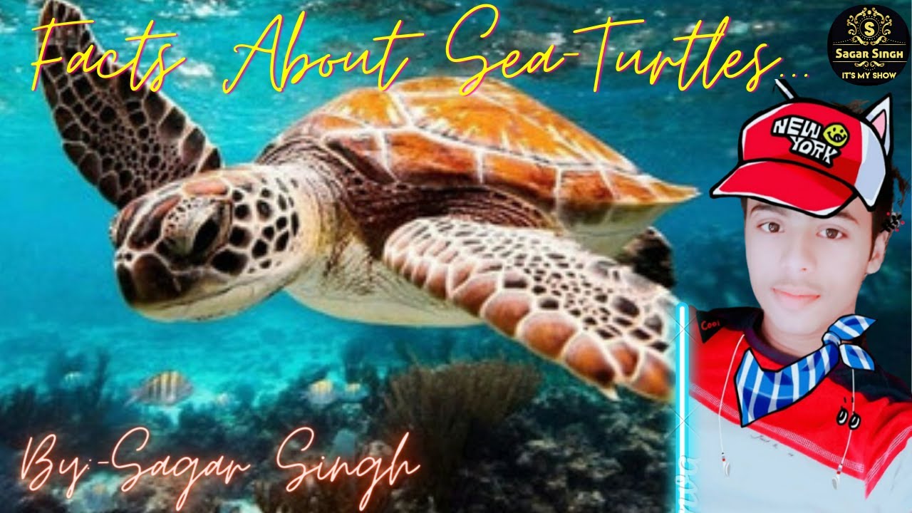 10 CRAZY Facts About Sea Turtles - YouTube