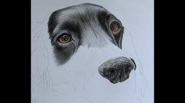 Drawing of cocker spaniel in coloured pencil Part 3 Drawing the fur time lapse tutorial