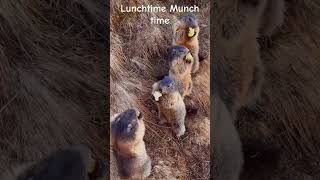 marmot munches #marmot  #lunchtime #cuteanimals #shortsvideo #shortsfeed #youtubeshorts #animals