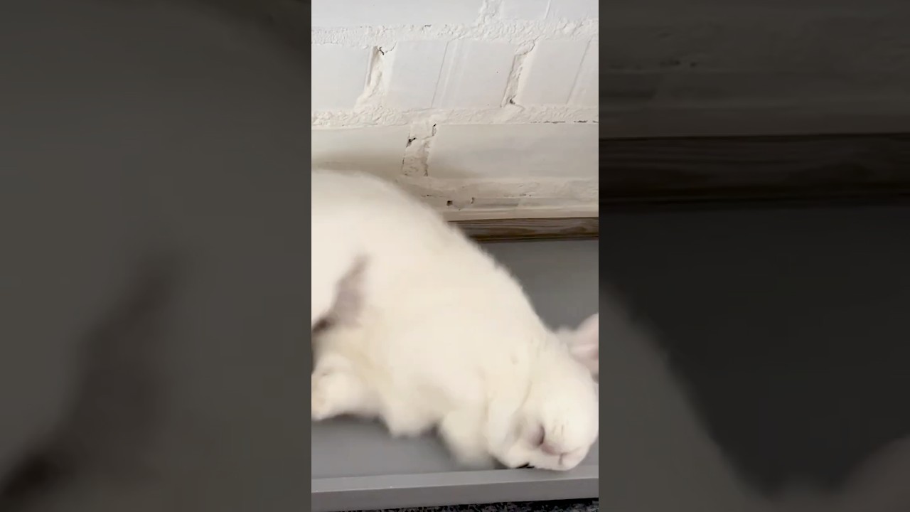 Bunny BOB Just Rage Quit Reality 💥🐰