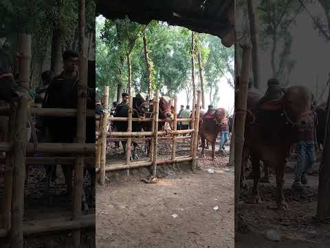 cow fight 2026