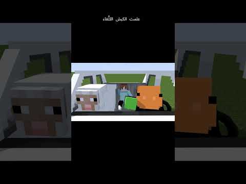علمت الكبش الث غاء
