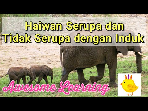 Sains Tahun 2 Haiwan - Lessons - Blendspace