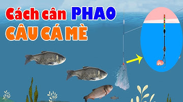 👉Cách Cân Phao Câu Cá MÈ 🐠 Kỹ Thuật Câu Cá MÈ 👌 Cách Câu Cá Mè Ta, Câu Cá Mè Tàu Hiệu Quả Nhất!