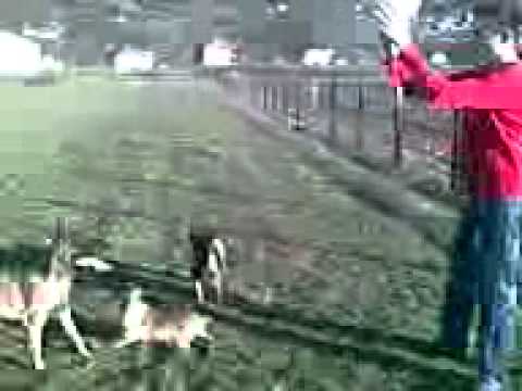 Belgian Shepard Malinois (Female) - Playing volleyball Part I