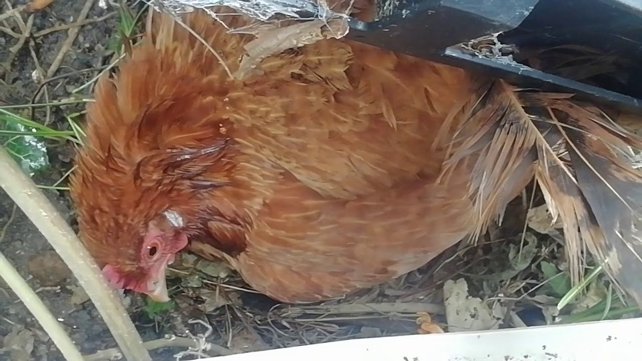 VD 1 PREMIÈRE POULE QUI COUVE DE L'ANNÉE 2020 ! DANS UN ENDROIT TRÈS ORIGINAL ! 🐔🥚🎉 YouTube VD 1 PREMIÈRE POULE QUI COUVE DE L'ANNÉE 2020 ! DANS UN ENDROIT TRÈS ORIGINAL ! 🐔🥚🎉 YouTube