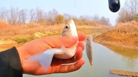 (SERI CÂU CÁ TỰ NHIÊN)_TẬP 2: "CÂU CÁ Ở CON SÔNG NHỎ ĐƯỢC NHIỀU CÁ DIẾC NGON! " |CÂU CÁ VÀ SĂN BẮT