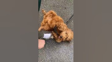 Thumbnail of if moment in the sun was a dog then I found em