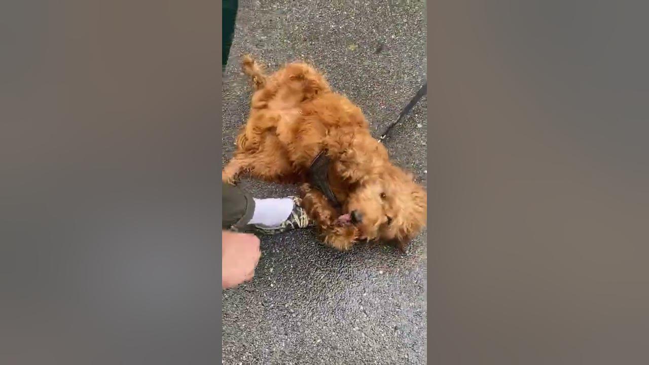 if moment in the sun was a dog then I found em