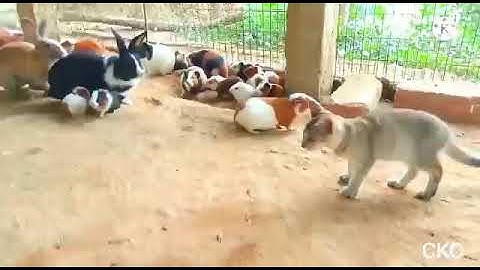 Kitty Make Friends With Guinea Pigs | Too Cute | Amazing Interspecies @LittleAdventures
