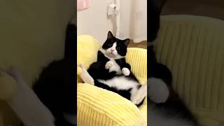 Owner & Naughty Cat Dance Party! 🐱💃🔥😹 #cat #catvideos #funny #youtubeshorts #shorts #comedy