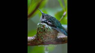 Saking kecilnya burung kolibri lebah, seekor semut pun bisa jadi masalah besar #shortvideo #burung