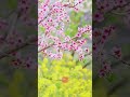 Peach blossoms bloom in Liangshui Village, Yaodu Town, Chengdu Qingbaijiang.#peachblossoms #spring