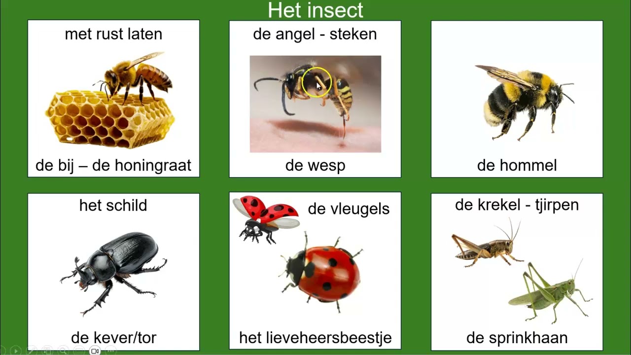 Natuur NT2 Insecten en kleine dieren