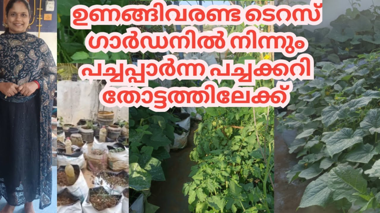 എന്റെ പച്ചക്കറിത്തോട്ടം 