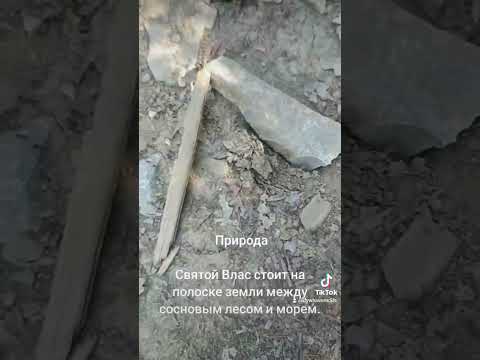 Природа. Святой Влас стоит на полоске земли между сосновым лесом и морем.
