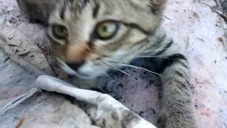 【駐車場の野良猫】もう目薬はいらないかな？子猫達元気に遊んでました。