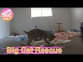 Speedy McSpeed! Cahira the rehab bobcat at Big Cat Rescue.