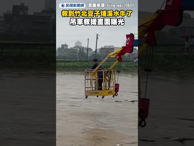 救到竹北豆子埔溪水牛了！吊車救援畫面曝光｜民視新聞｜