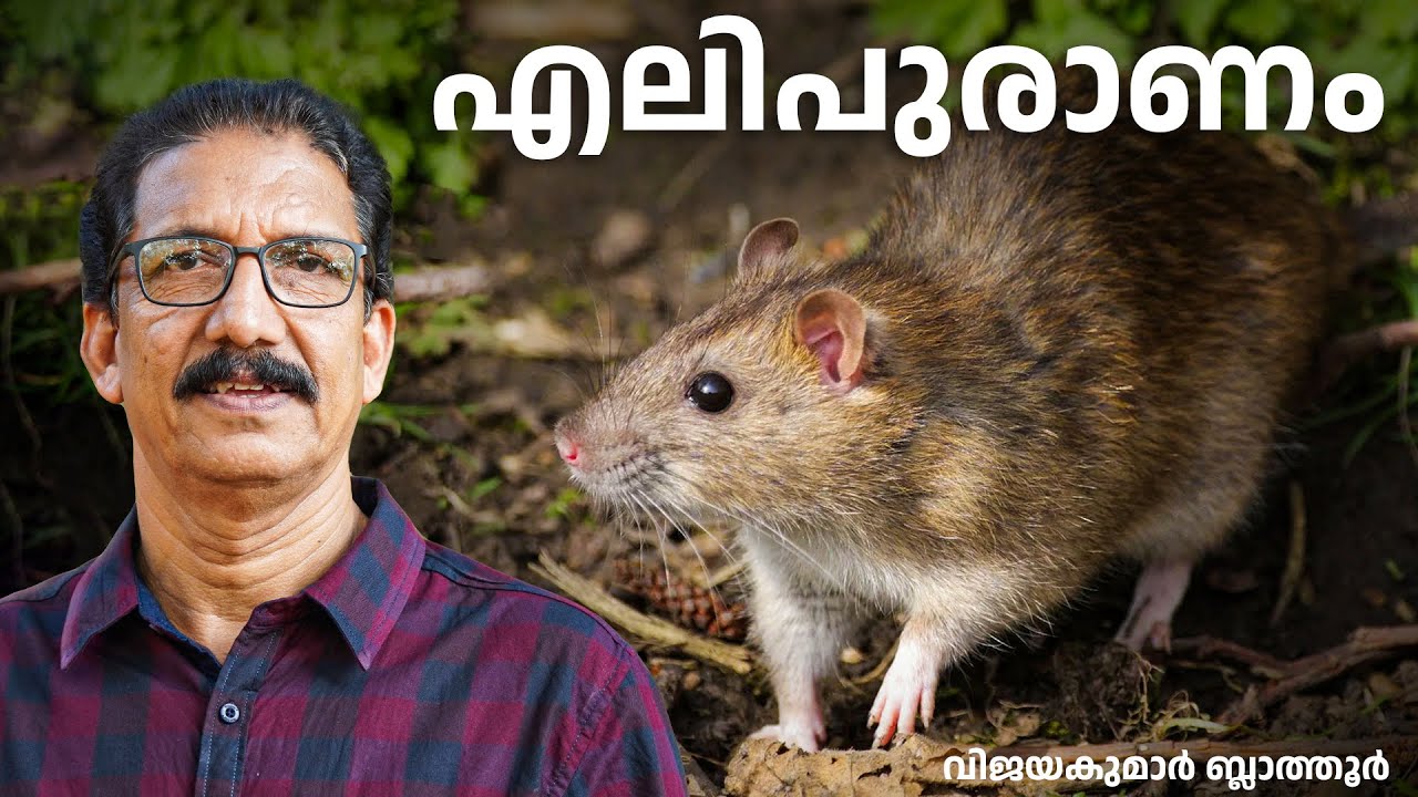 എലി ജീവിതം  The Secret Life of #rats ചുണ്ടെലി മുതൽ പെരുച്ചാഴി വരെ #malayalam #facts #rodents