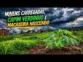 CAPIM VERDE + MACAXEIRA NASCENDO = DIA PERFEITO NA ROÇA