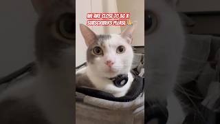 Wait Dont Scroll