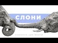 Слони | Дикі тварини #2