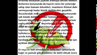 Hamam Böceği Ne Yer ?